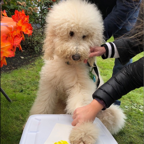 Meet your Posher, Kristie - Picture 1 of 1